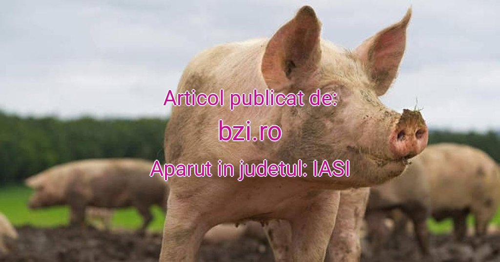 bzi.ro-porci-20251029105411.jpg