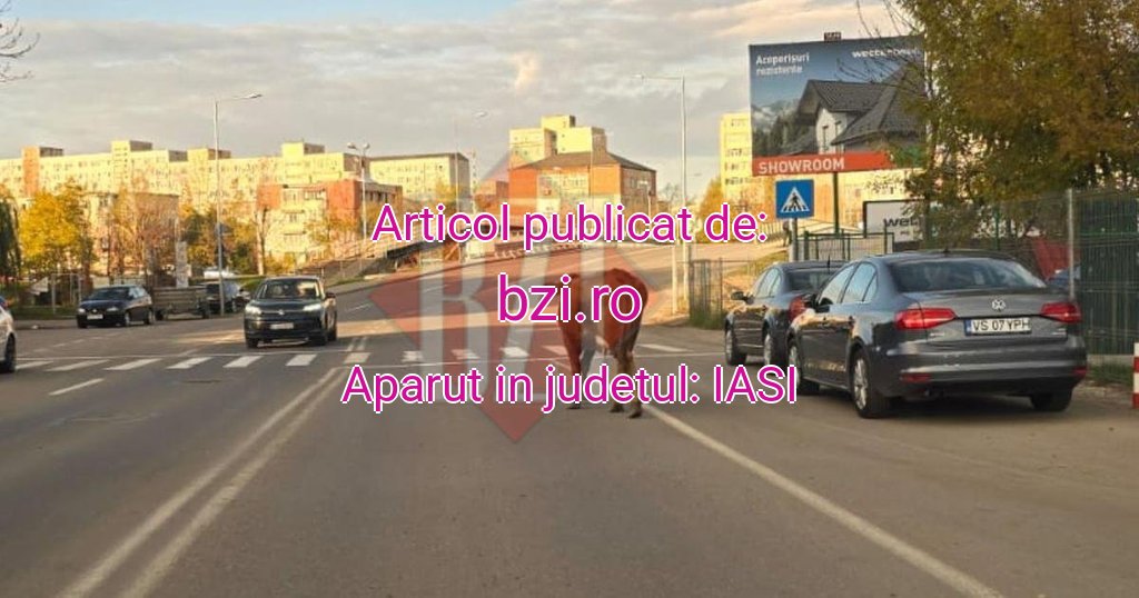 bzi.ro-vaci-trafic-Ias-20251029160622.jpg