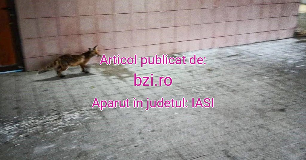 bzi.ro-vulpe-20251031140906.jpg