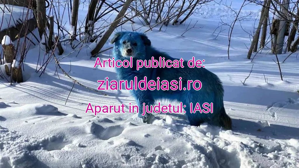 ziaruldeiasi.ro-caine-albastru-20251029083759.jpg